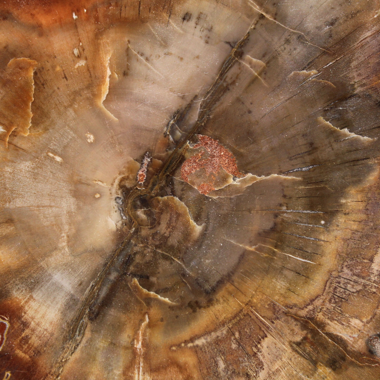 Abschnitt aus versteinertem Holz aus Majunga - Mineralogisches Exemplar